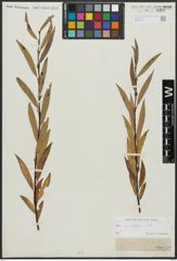 Foto von Salix acutifolia Willd.